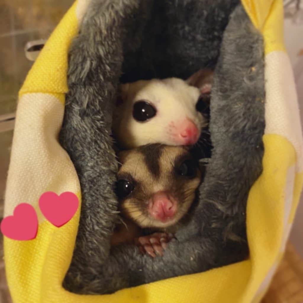 ミランさんのインスタグラム写真 ミランinstagram 寝起きがイチバンかわいい あとの2匹は動きが早すぎて盛れない フクロモモンガ フクロモモンガ飼ってる人と繋がりたい フクモモ モモンガ博士 有袋類 小動物好きと繋がりたい 夫婦 おめめくりくり