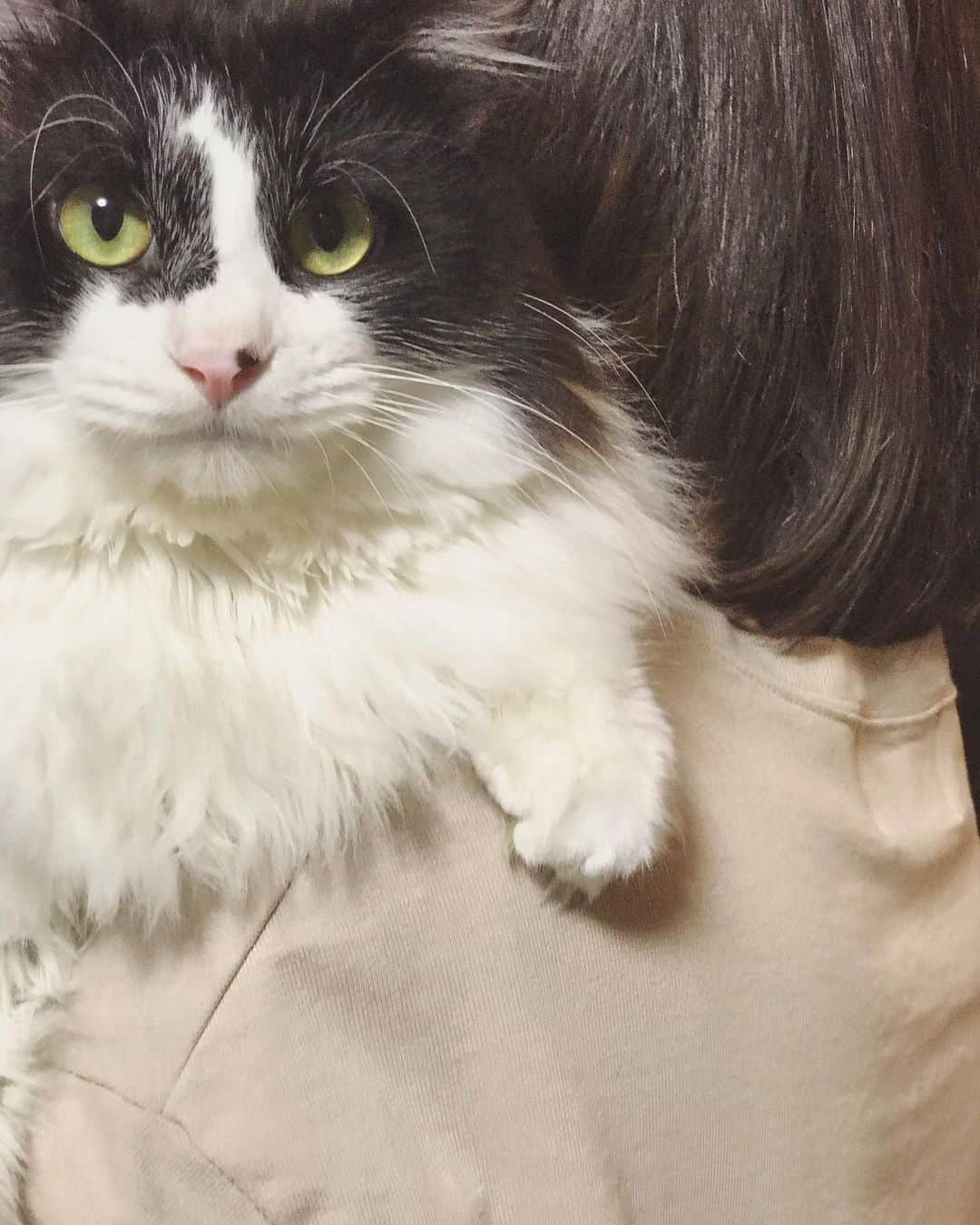 もじゃころのインスタグラム：「ばんどぅきゅんはご飯食べたあと必ず3段ケージの3Fで寝るのがルーティンで、目が覚めると必ず私を呼んで、「ばんどぅかわいいねぇ〜」とひとしきりわしゃわしゃやったあと必ず私の肩に乗って下界に降り立ちます😂だから肩乗りが上手です！  ケージの3Fにいるときと肩に乗るところまでは超絶甘えん坊でめっちゃかわいいですが、ひとたび下界に降り立つと性格が一変、オラオラシャーシャー俺に気軽に触るんじゃねえよ声もかけんなよ系に豹変します😳  ばんどぅ…🥺🥺🥺 なんでなの…🥺🥺🥺🥺🥺  #坂東玉隠しシャシャ丸  #水曜日の悪夢  #あいちゃんの肩の上」