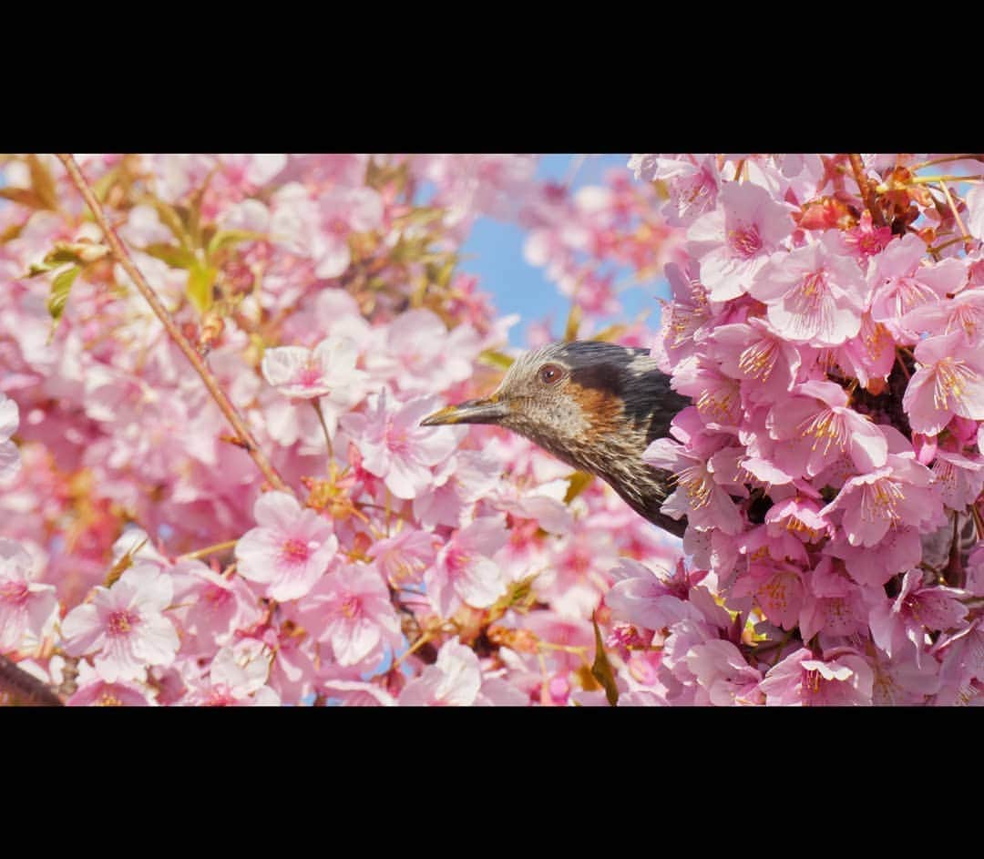 工藤大貴さんのインスタグラム写真 - (工藤大貴Instagram)「. キュンです  #カメラ #過去写真 #季節感ゼロ #桜 #鳥 #名前まではわからん」9月2日 18時38分 - taiki_kudo_dayo