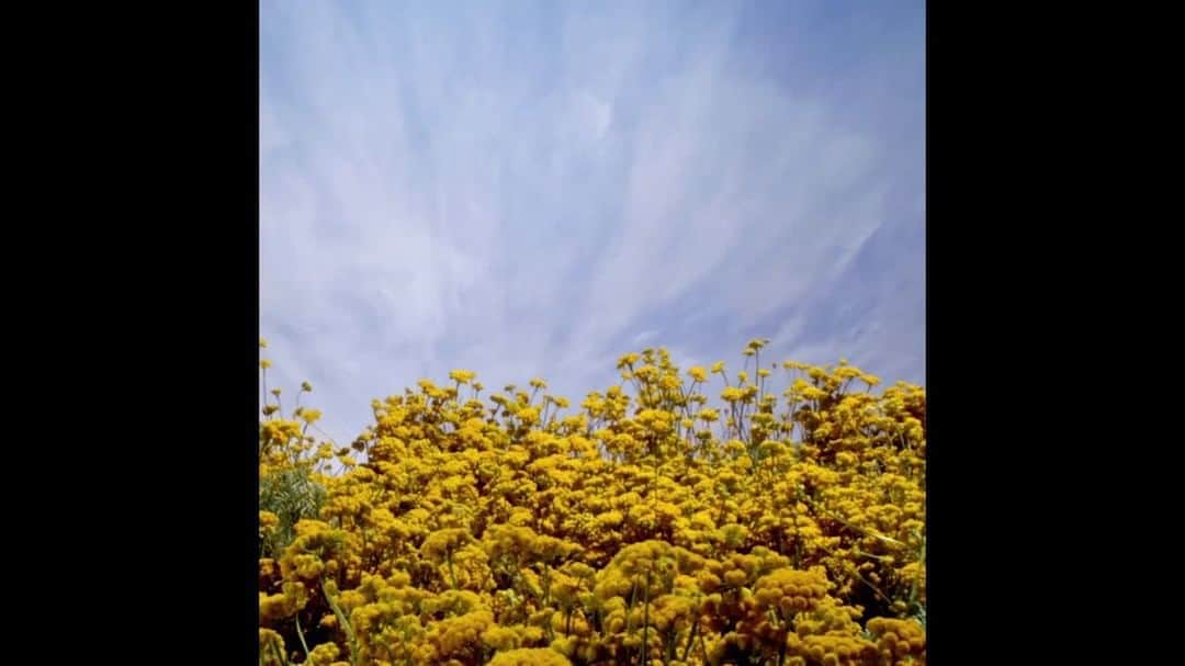 のインスタグラム：「Want to try a natural elixir of youth?✨ For over 20 years, we have worked to master the power of the genius Immortelle flower. 🌼 Using its 4 powerful Immortelle extracts, our award-winning Immortelle collection provides unique anti-aging benefits for healthier looking, more radiant skin. ⁣ ⁣ #GeniusFlower #SkinCare #BeautyRoutine #BeautyProducts #AntiAging #Immortelle #NaturalSkincare #LOccitane」