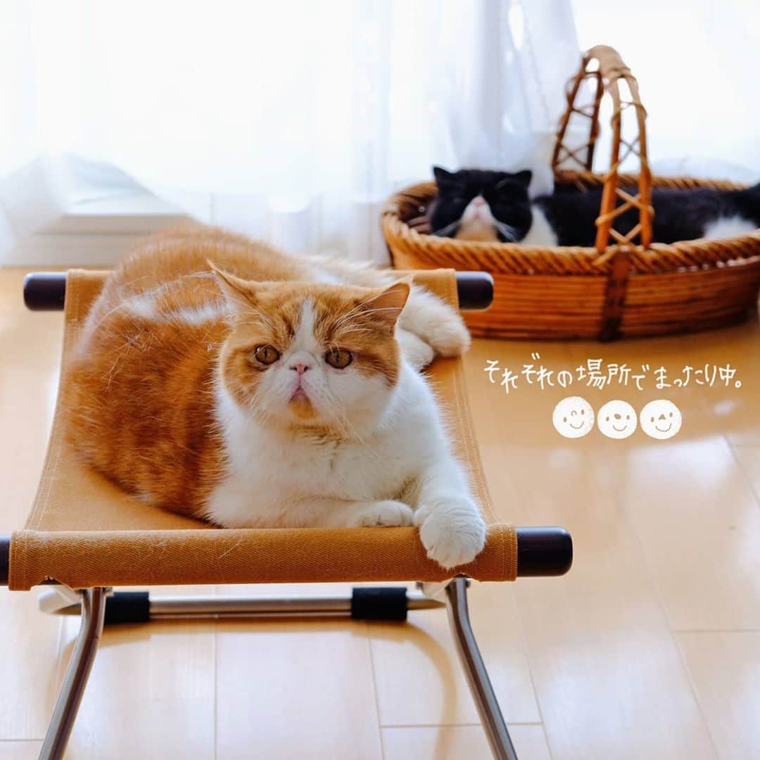 のインスタグラム：「🐯🐼 それぞれの場所でまったり中♥️ こういう時が一番平和(笑)🤭 場所が被ると いっつも大喧嘩で大変😖💦 ・ ・ ・」