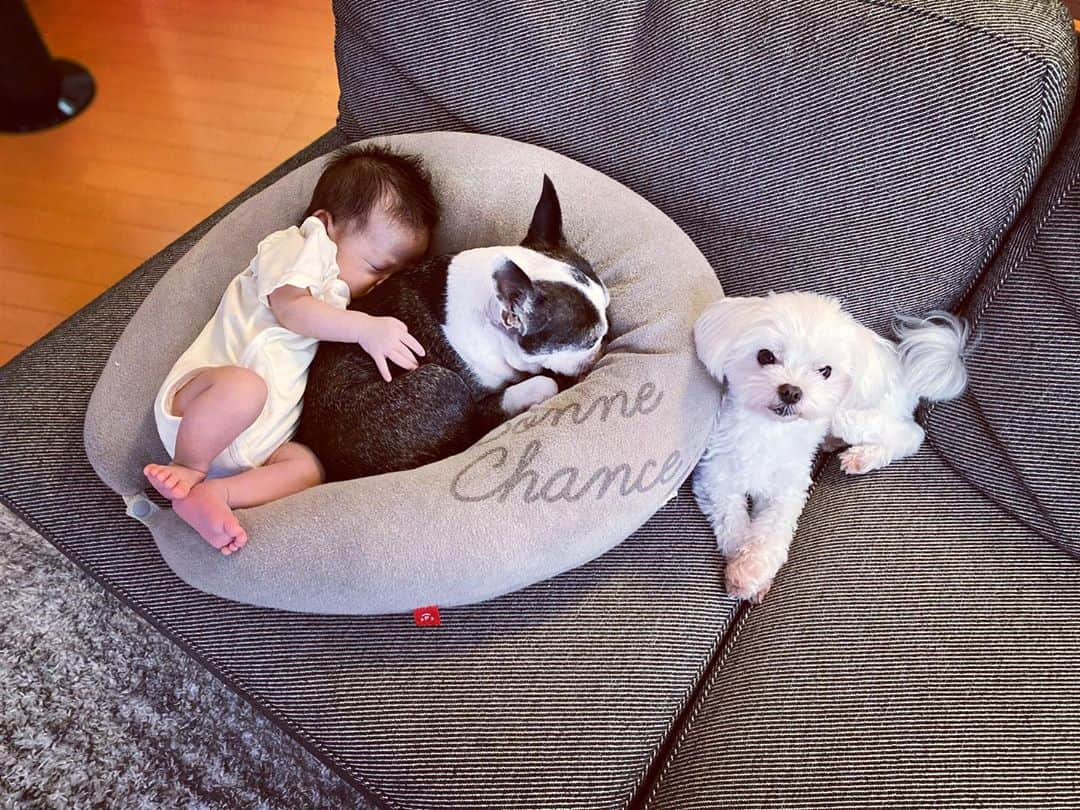 湯田友美さんのインスタグラム写真 - (湯田友美Instagram)「#babyanddogs 😍💕 床に置くとすぐ泣くので一日中抱っこ🐨 今日はためしに🐶に預けてみたら泣かなかった‼︎ 犬でもいいのか🤣 ・ 今一番欲しいのは、抱っこしててくれる人😂 ・ ・ ✏️#day35 #汗疹 全然ひかない😟 #bostonterrier #maltese #myson #mysons #momlife #1monthbaby #runningmom #babyanddog #ボストンテリア #マルチーズ #赤ちゃんと犬  #新米ママ #男の子のママ」9月2日 19時17分 - yudatomomi