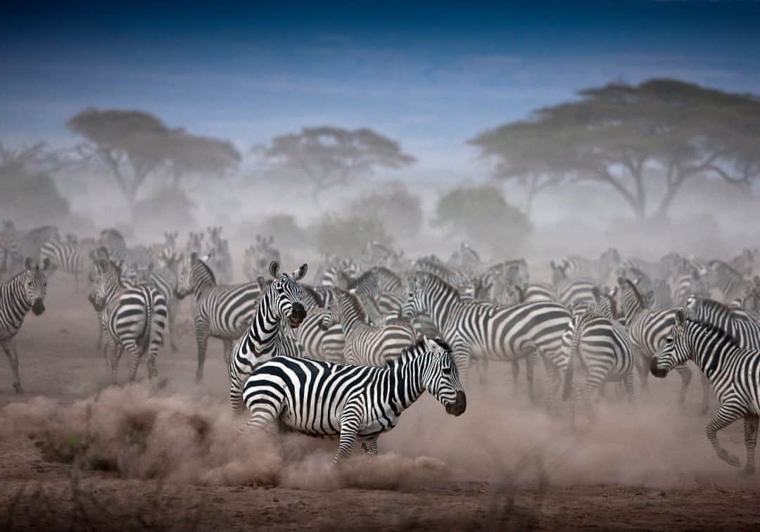 のインスタグラム：「Photo by @beverlyjoubert  Motion dazzle! Though the debate around their exact origins and function continues, perhaps the most dazzling (and familiar) explanation for those distinctive markings frames them as an adaptation of the anti-predator sort. And it’s certainly not hard to imagine why a species that features so prominently on the menus of Africa’s large carnivores might need all the evasion tactics it can summon. It’s all about baffling your enemy: faced with a nebulous target of high-contrast stripes, a hungry lion loses track of the speed and direction of its target … and the zebras hoof their way to safety. #zebras #dazzleofzebras #wildlifephotography」