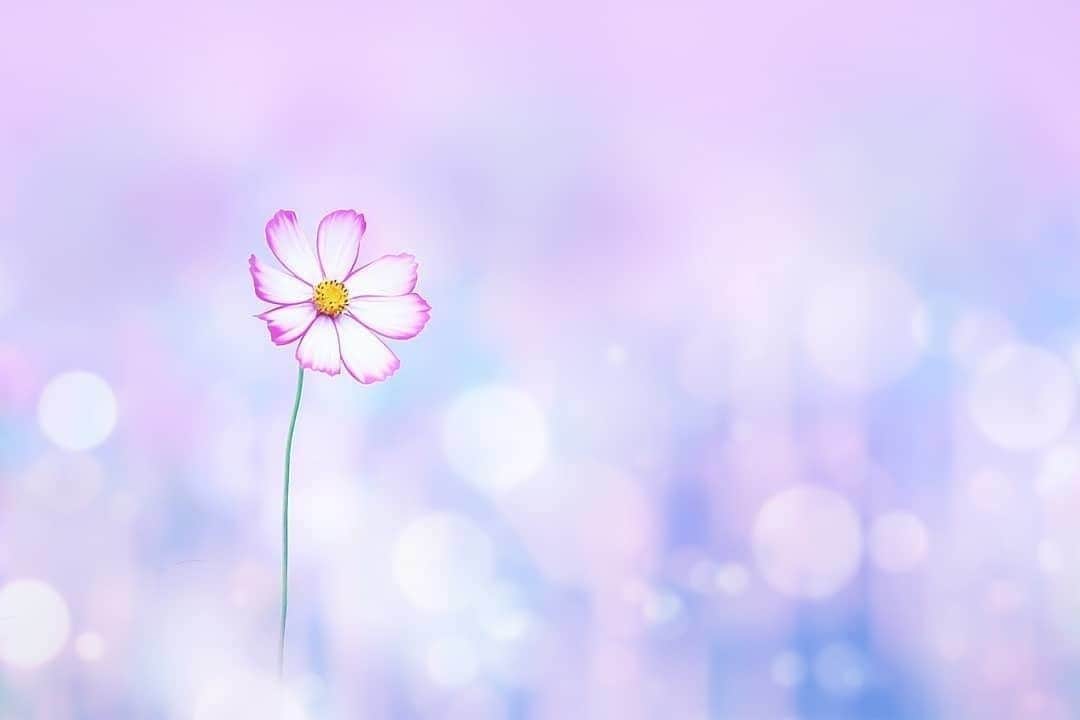 花の写真館のインスタグラム：「Photo by @laulea_xx.⠀ https://instagram.com/laulea_xx/⠀ .⠀ Original Post[投稿いただいたURL]⠀ https://www.instagram.com/p/CD6RqZxpdjP/⠀ .⠀ 本アカウントは、 #私の花の写真 をつけてInstagramに投稿された皆さまの花の写真や、「花の写真館」Facebookページで投稿された花の写真を紹介します。⠀ 「花の写真館」Facebookページは、「 @floral.photograph 」のプロフィールにあるURLからご覧ください。⠀ .⠀ ※各自、政府、自治体など公的機関の指示に従った行動をお願いします。⠀⠀ 東京カメラ部および分室では、写真を「見る楽しみ」を提供することを通して、微力ながら皆様にわずかな時間でも癒しをお届けしたいと思っております。⠀ ※本アカウントは東京カメラ部がFacebook、Instagramのサービスを利用して運営しているもので、Facebook社・Instagramとは一切関係ありません。⠀ .⠀ #花の写真館 #floralphotograph #floralphoto #flower #flowers⠀ Follow: @floral.photograph」