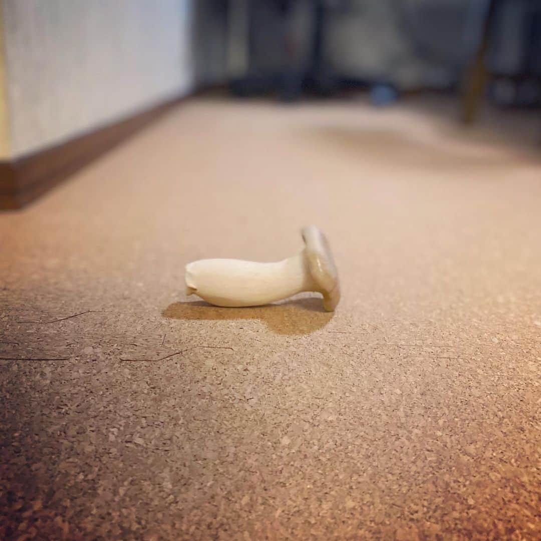 8n21のインスタグラム：「似てるって言われた  #スタッフで美味しくいただきました #エリンギ #cats #ねこ部」