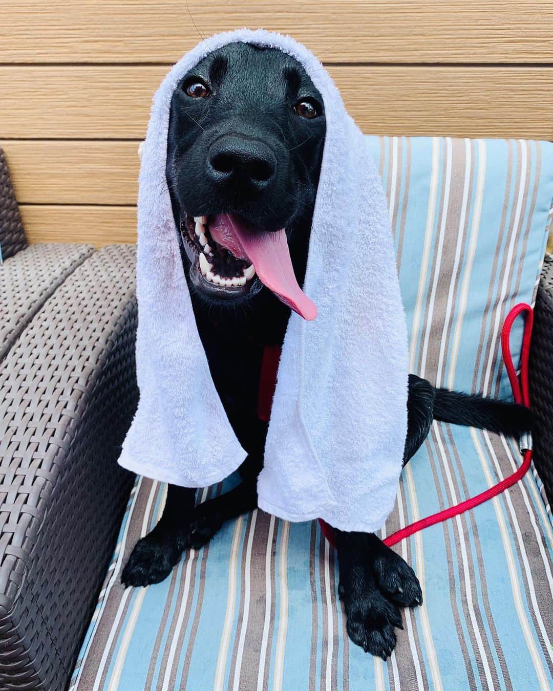 のインスタグラム：「花ちゃん お風呂上がりみたい🐶🐕‍🦺♨️  #黒ラブラドール #大型犬のいる生活  #ラブラドール #7ケ月 #19kg」