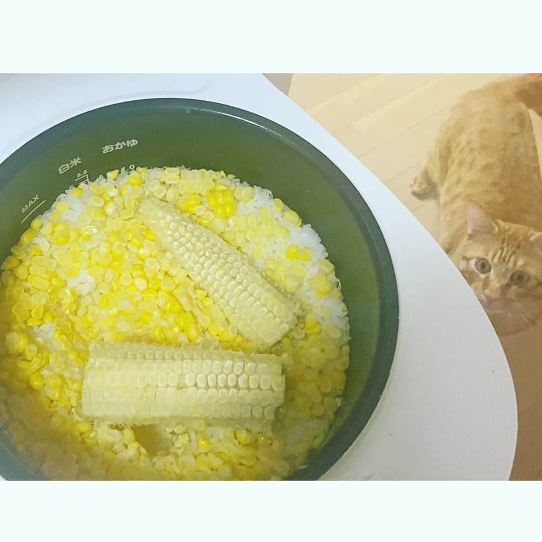 佐野優子さんのインスタグラム写真 - (佐野優子Instagram)「❁ とうもろこしご飯にハマる🥢🍚🌽 . バターの風味でより一層美味しくなる🤤 . #とうもろこしご飯  #とうもろこし #バター入り」9月2日 19時57分 - yuko12345