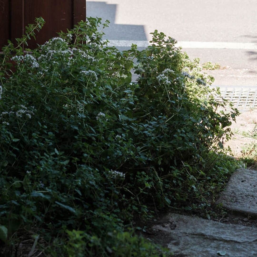 ヒラハルのグルメインスタ