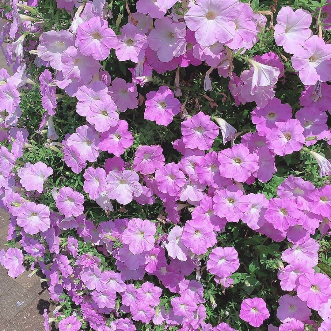 栗田萌さんのインスタグラム写真 - (栗田萌Instagram)「🌸ペチュニア🌸 たくさん咲き誇るお花が綺麗だった〜🥰 この青みがかったピンクのような、淡いパープルのようなこの色味、好きだな💕  花言葉は、あなたと一緒なら心が和らぐ、心の安らぎ🍀ですって。素敵〜🥳 私もそんな存在になりたいものです。笑 #petunia #ペチュニア #お花  密ですね♪」9月2日 20時03分 - kurimoe_official