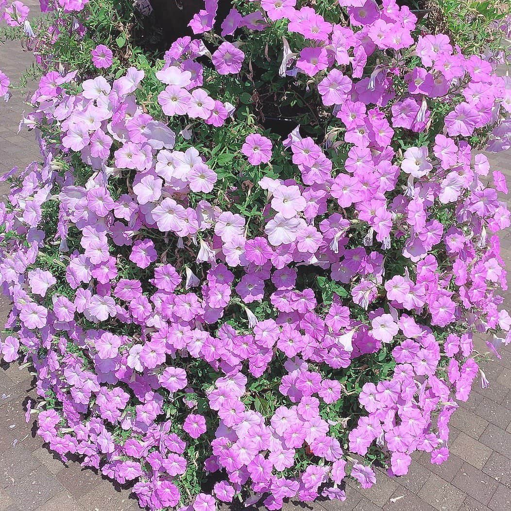 栗田萌のインスタグラム：「🌸ペチュニア🌸 たくさん咲き誇るお花が綺麗だった〜🥰 この青みがかったピンクのような、淡いパープルのようなこの色味、好きだな💕  花言葉は、あなたと一緒なら心が和らぐ、心の安らぎ🍀ですって。素敵〜🥳 私もそんな存在になりたいものです。笑 #petunia #ペチュニア #お花  密ですね♪」