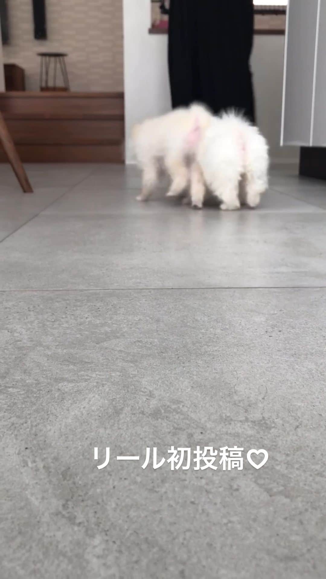 yuki のインスタグラム：「はじめてのリール。  リールがやってみたくて機械音痴ですが練習中…！  これで合ってるのかな…？ 見れますかー？😳  初投稿はお気に入りのポポロロの懐かしい動画です😂♡  #リール初投稿  #ポメラニアン #ポポロロ」