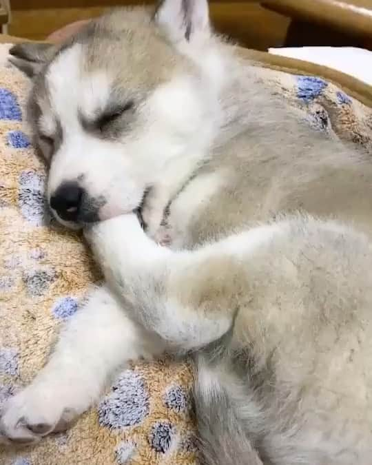 husky and malamuteのインスタグラム：「What did you dream about？🙃🙃」