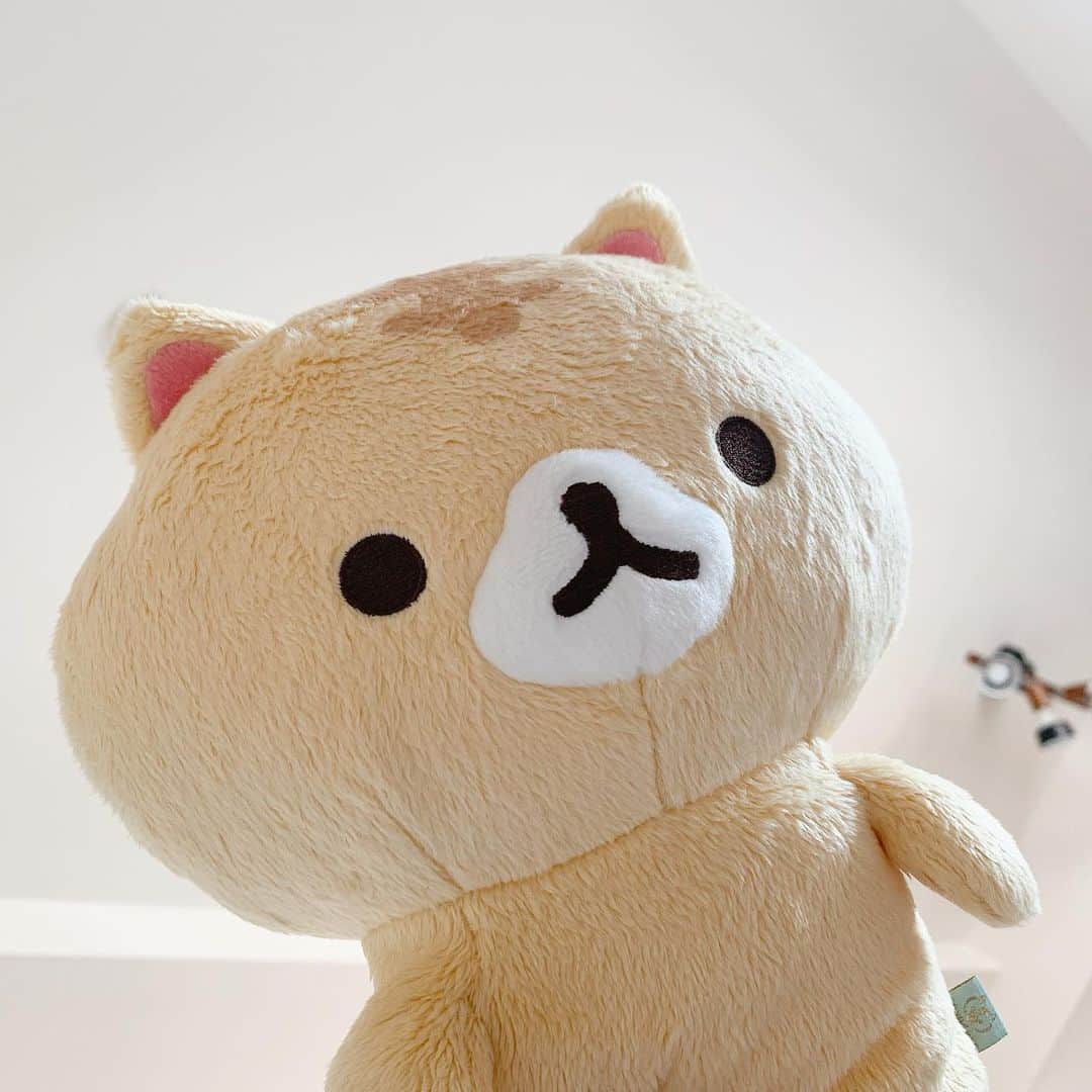 のインスタグラム：「ででん！🐱 ⠀ ⠀ #plushie #plushies #plushiesofinstagram #toytravel #corocorocoronya #plushiecommunity #ころころコロニャ #ころころコロニャ応援団 #코로코로코로냐 #にゃんすたぐらむ #ぬい撮り #ぬい撮り部 #ぬい撮り写真部 #ぬい撮りさんと繋がりたい #のんびり生活 #ぬいぐるまー #卷卷面包猫」
