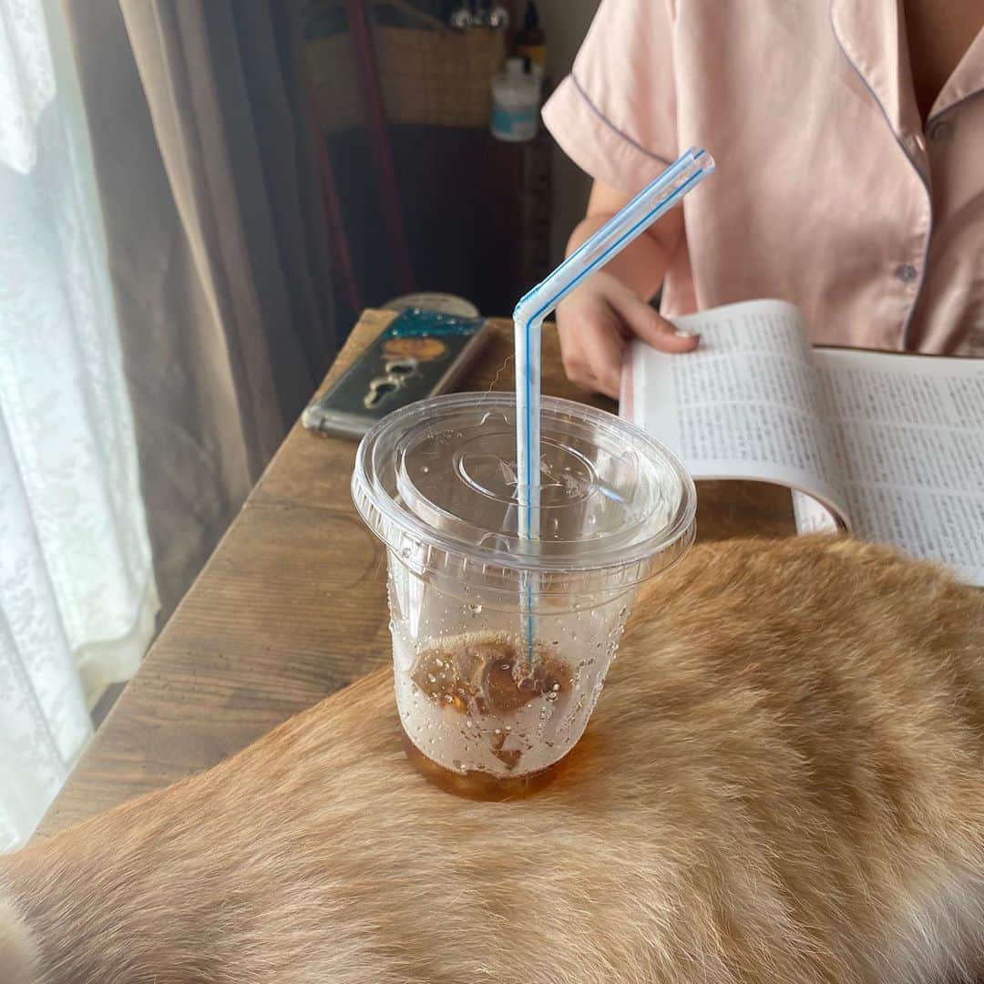 金巻ともこさんのインスタグラム写真 - (金巻ともこInstagram)「飲み終わったアイスコーヒー置きにされるチャイ。泊まりに来た友だちはユリイカの女オタク特集をパラパラしています。  #hakuchai #cat #茶トラ #猫多頭飼い #tabby #orangetabby #catstagram」9月2日 20時27分 - tomotomoco