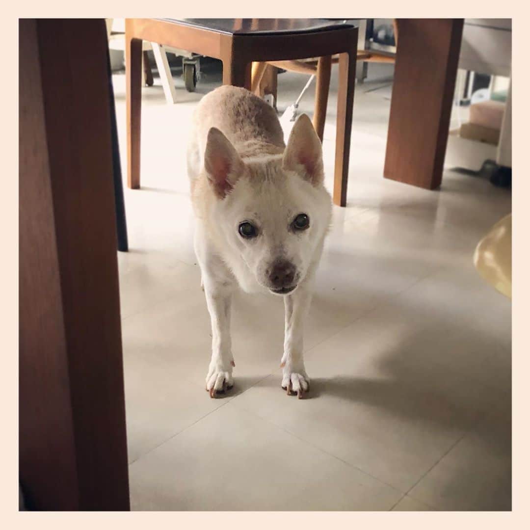 パンといっぴきのインスタグラム：「#元保護犬 #雑種犬 #crossbreed #mixdog #キップル14歳」