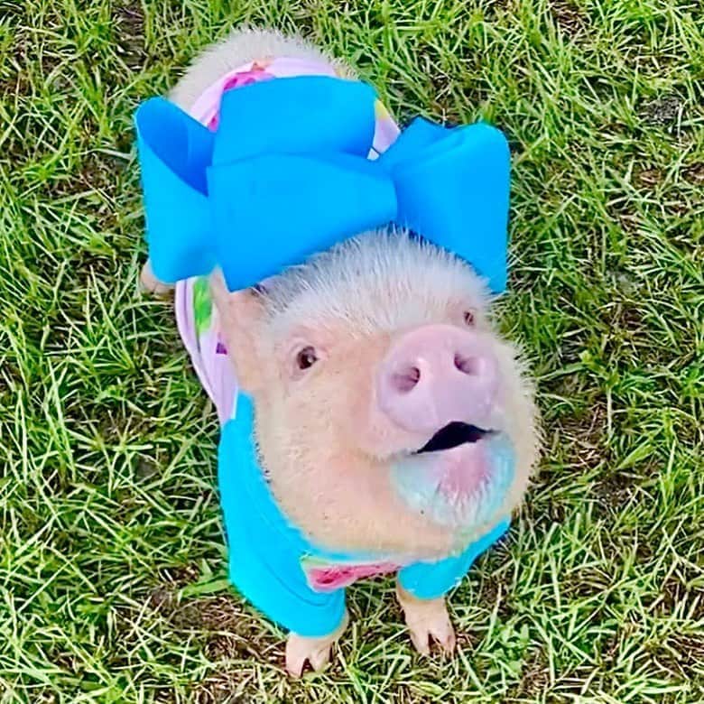 Priscilla and Poppletonさんのインスタグラム写真 - (Priscilla and PoppletonInstagram)「Enjoy Pansy’s blueberry popsicle beard in honor of #NationalBlueberryPopsicleDay! We’re halfway to the long weekend! Have a great day everyone!🐷💙🎀#Pansythepig #blueberrypopsicle #PrissyandPop」9月2日 21時13分 - prissy_pig