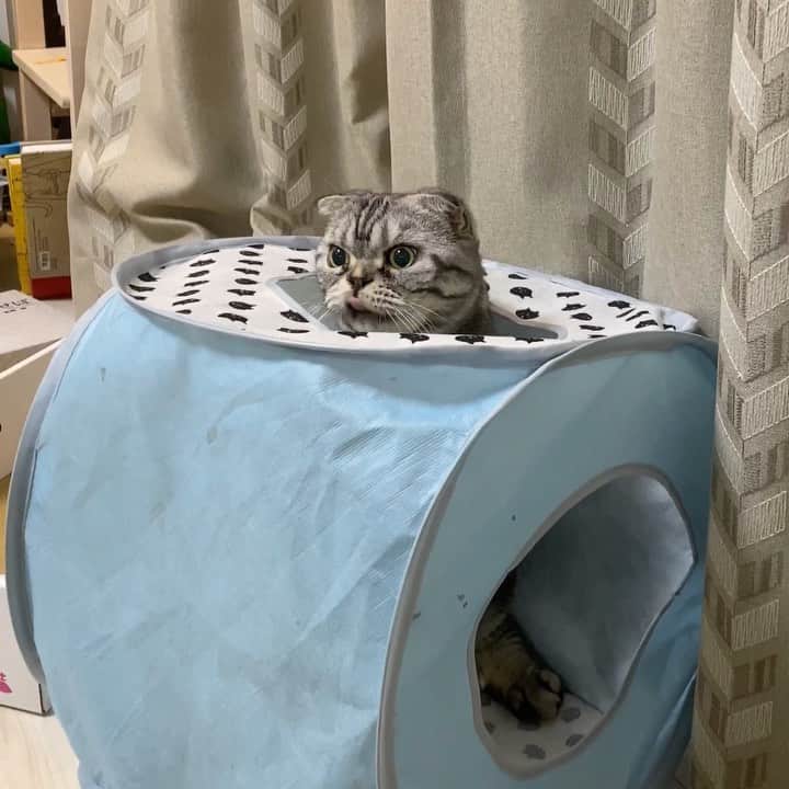 Shishi-maruのインスタグラム：「🐱summon / 召喚 ーーーーーーーーーーーーー 🌺「渋ネコ ししまるさん」ねこのきもちWEB MAGAZINE にて毎週金曜日エッセイの連載中 ーーーーーーーーーーー 📕「ぷっちねこ。」「3匹のちいさな猫を召喚できたなら」「ちいさな猫を召喚できたなら」徳間書店より単行本発売中 ーーーーーーーーーーー ⭐︎ねこ漫画→@tacos_cat 🌺Twitter →@taco_emonemon ーーーーーーーーーーー」