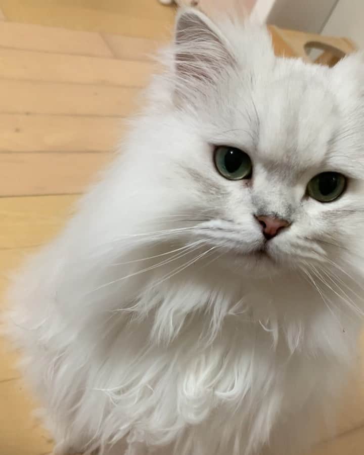 후추네큰언니のインスタグラム：「밤고구마 에어프라이어에 꾸워서~ 후추랑 나눠먹고요 🥰❤️ 제가 고구마 식힌다고 후 후 하는 소리가 넘 크네요 ㅋㅋㅋㅋㅋ  . . . . . #후추  #고양이  #냥스타그램 #캣스타그램  #Hoochu #Hoochuthecat #cat #cats #catstagram #catsofinstagram #topcatphoto #bestmeow #ilovecat #cute #fluffy #petstagram #instacats」