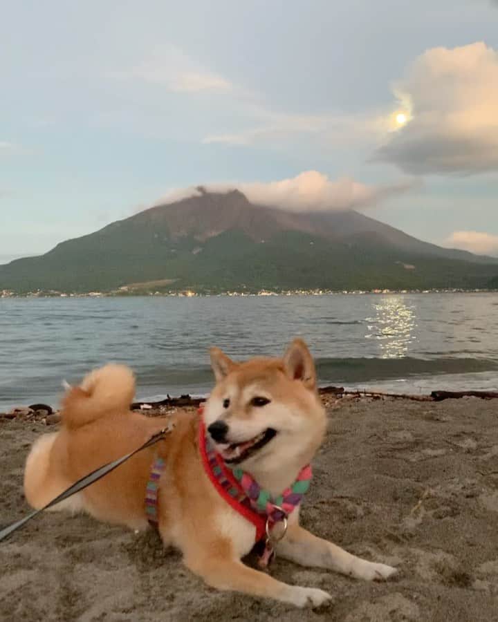 柴犬ハル&保護犬すずのグルメインスタ
