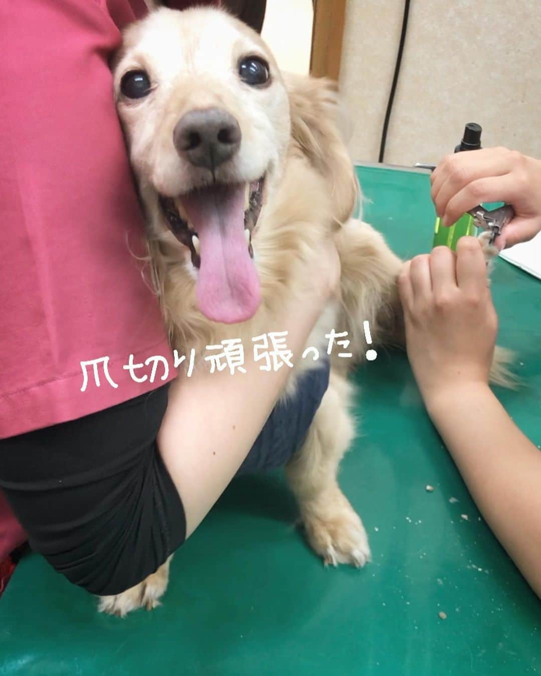 チズさんのインスタグラム写真 - (チズInstagram)「苦手な爪切り頑張ったぞぉ〜！🐶 #優しい看護師さんたち 🩺💉 #褒め上手 👏😍 #帰ったら爆睡 💤 #布団へ直帰 😪 #よく頑張りました💮👏 #動くマロン #Movie 🎥  #Mダックス#ダックス#ミニチュアダックス #親父犬#シニア犬#ミニチュアダックスフンド #ミニチュアダックスクリーム#短足部 #短足犬#カニンヘンダックス #ダックス14歳#カニンヘンダックスフンド#犬は家族#犬のいる生活#シニアライフ#インスタでわんこみるのが日課 ♡♡」9月2日 21時59分 - sqi.chizu