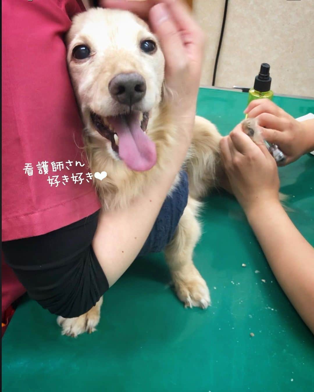 チズさんのインスタグラム写真 - (チズInstagram)「苦手な爪切り頑張ったぞぉ〜！🐶 #優しい看護師さんたち 🩺💉 #褒め上手 👏😍 #帰ったら爆睡 💤 #布団へ直帰 😪 #よく頑張りました💮👏 #動くマロン #Movie 🎥  #Mダックス#ダックス#ミニチュアダックス #親父犬#シニア犬#ミニチュアダックスフンド #ミニチュアダックスクリーム#短足部 #短足犬#カニンヘンダックス #ダックス14歳#カニンヘンダックスフンド#犬は家族#犬のいる生活#シニアライフ#インスタでわんこみるのが日課 ♡♡」9月2日 21時59分 - sqi.chizu