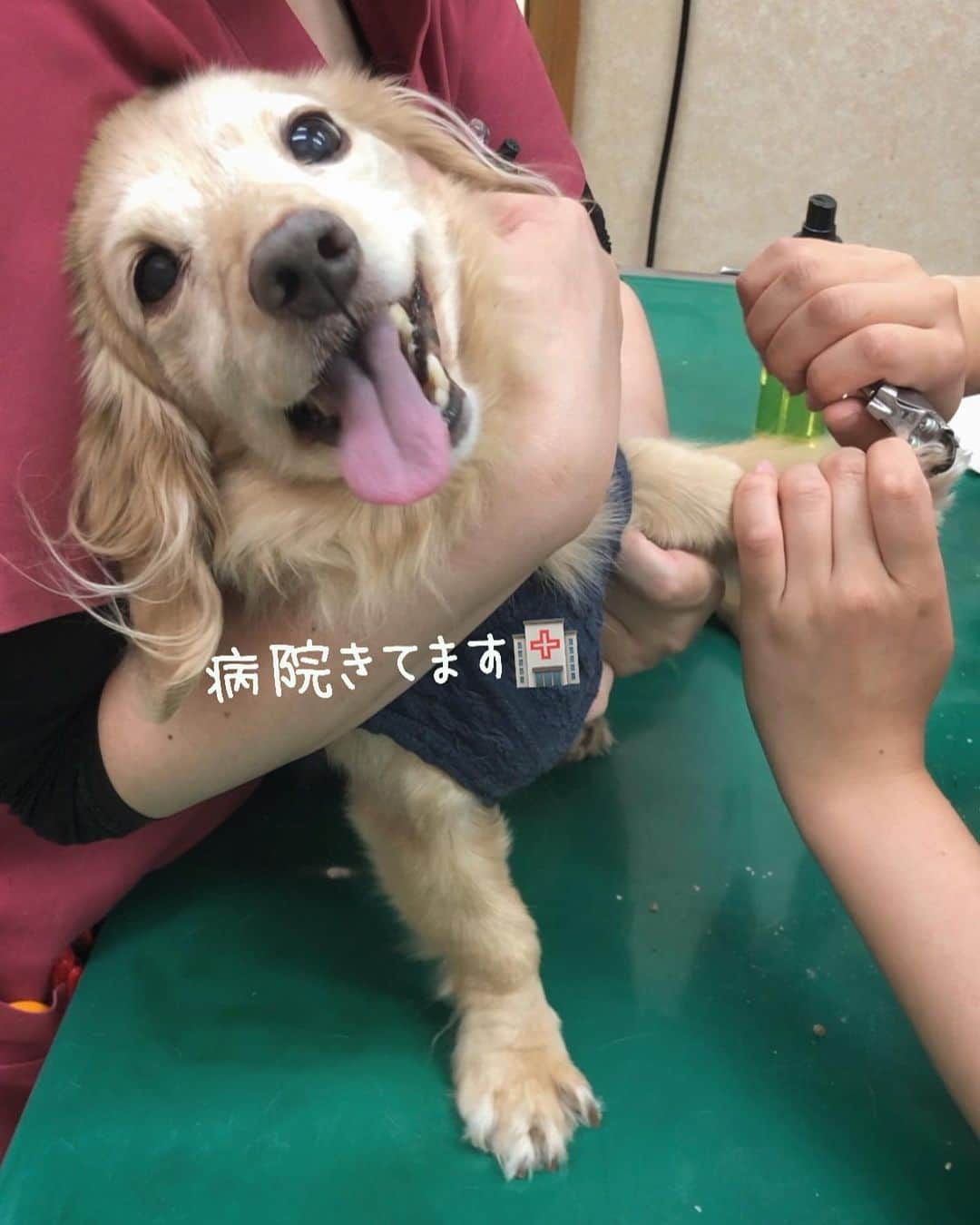 チズさんのインスタグラム写真 - (チズInstagram)「苦手な爪切り頑張ったぞぉ〜！🐶 #優しい看護師さんたち 🩺💉 #褒め上手 👏😍 #帰ったら爆睡 💤 #布団へ直帰 😪 #よく頑張りました💮👏 #動くマロン #Movie 🎥  #Mダックス#ダックス#ミニチュアダックス #親父犬#シニア犬#ミニチュアダックスフンド #ミニチュアダックスクリーム#短足部 #短足犬#カニンヘンダックス #ダックス14歳#カニンヘンダックスフンド#犬は家族#犬のいる生活#シニアライフ#インスタでわんこみるのが日課 ♡♡」9月2日 21時59分 - sqi.chizu