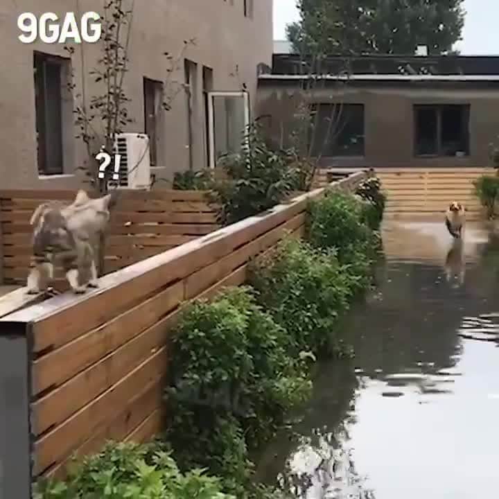 のインスタグラム：「Why are you running?⠀ ⠀ #meowed #WTF #shockedkitty #Narutoreferences #Naruto #focusyourchakra」