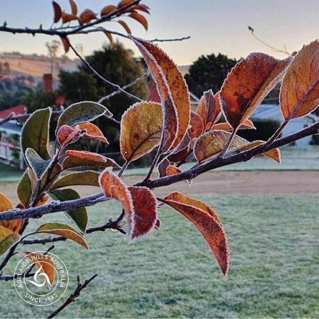 Jurlique Japanさんのインスタグラム写真 - (Jurlique JapanInstagram)「南半球にあるオーストラリアの ジュリークオーガニック認証自社農園は 日本とは真逆の季節で、今は冬真っ只中。  植物たちは寒い冬の間、 地球が充電しているかのように、 色を変え、葉を落とし、霜に耐えながら、 エネルギーを蓄えています。  霜が降りる朝の気温はマイナス4.4℃にもなります。 春を待ちわびながらじっくりと、 花開くそのときを待ちわびて。  ジュリークの商品は、オーガニック認証自社農園で 育った植物エキスをたっぷり配合。  いきいきとたくましく、美しく輝くように育った 植物の恵みを感じながらおうち美容をお楽しみください。  . . . . . #ジュリーク #jurlique #エシカルコスメ #オーガニックコスメ #オーガニックコスメ好きな人と繋がりたい #オーストラリア #アデレード」9月2日 22時16分 - jurlique_jp