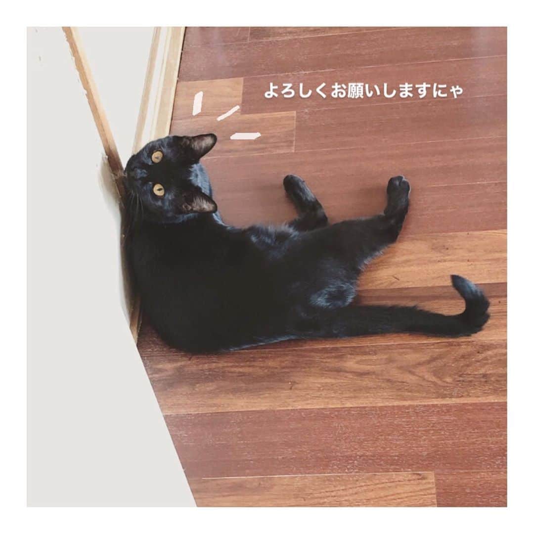 こむぎのインスタグラム：「*【必要数に達しましたのでリンク削除いたします！ご協力ありがとうございました〜😭】 岐阜多頭崩壊レスキュー支援物資のお願い🙇🏻 Amazonのほしい物リスト9月分を作らせていただきました〜🙇🏻 中々こんなお願いの投稿ばかりで申し訳ないですーー💦 ほしいものリストはプロフィールのURLにあるLinktreeからご覧いただけます🙇🏻 支援物資は取りまとめて後日イニシャルでご報告させていただいておりますので、可能でしたら匿名にせずお送りいただけますと嬉しいですー🙇🏻 ・ この崩壊現場のレスキューをはじめてもうすぐ1年経とうとしています😭💦 現場にいる数はだいぶ減って6匹となりましたが、預かりさんのところにいる子たちを含めるとまだ21匹の里親募集をしております🙇🏻🙇🏻 リストの支援物資は少しずつ量を減らしていますが口内ケア用品は引き続き必要なものなので載せさせていただいております🙇🏻 犬歯を含めた全抜歯手術をした夢ちゃん、てなちゃんがどうしても免疫力が弱いのか風邪をひきやすくて…😭💦 免疫力をあげるためのサプリも追加させていただきました…🙇🏻 その他投薬用にちゅーる、常に必要なフードと猫砂を載せております🙇🏻 オヤツ類も嗜好品で申し訳ないですが、怖がりな子たちの心を開いて貰うために必要なものだったのでそちらも載せております…🙇🏻 ・ これまでに全抜歯手術が3匹、臼歯の全抜歯手術が7匹、一部抜歯手術が2匹、歯石取りが4匹処置を行いました🙇🏻 口内炎が酷くて手術をしないといけない子がたくさんでしたが、皆さんのご協力のおかげで手術、その後のケアが出来ています〜😭✨ サプリ類など出来ることを目一杯してあげられているのも皆さんのおかげです😭 本当に本当にありがとうございます🙇🏻🙇🏻🙇🏻 抜歯後は副作用が心配なステロイドを断つためにサプリだけでご飯をしっかり食べられるようにケアをしています。 継続して載せておりますがサプリ類も安いものではないので、お願いするのも大変心苦しいのですが、ご無理ない範囲でお願い出来たらと思います…🙇🏻🙇🏻🙇🏻 ・ 先日突然ぶどうくんが食欲がなくなってしまい病院へ行ってきました。お口の状態が悪くなっていたので今はステロイド投薬中です💦 お薬のおかげでモリモリ食べられるようになりましたが、お薬を断つためにサプリも使いつつ、少しずつステロイドを減らしています💦 てなちゃんの皮膚炎の方はだいぶ治ってきまして、てなちゃんもステロイドを徐々に減らしていっているところです🙆‍♀️ つばめくんもお世話してくれている青井さんのケアによって血液検査の結果がほんの少しずつですが良くなってきています😭✨ ・ ほしい物リストは、たくさん物資をいただきすぎて余らせてしまってもいけないので、概ね1ヶ月分ごとに作らせていただいております🙇🏻 現場で必要なものはどんどん変わっていくので内容は更新していっています🙇🏻 ・ また、8月分のイニシャルのご報告を載せさせていただきます🙏🏻 私の方でご購入くださった方の情報が確認出来ればよいのですが、どなたが送ってくださったものかは商品と一緒に納品書が届いてようやくわかる感じです🙇🏻 時々販売元によっては納品書が入っていないこともあり最後に物資の名称のみ記載させていただいております。 コロイダルシルバーですが、高いサプリなのに納品書がまた入っておりませんでした〜😭なぜー😭 イニシャル載せられてなくてすみません💦💦 納品書が入っていなかった分で、私が送ったやつだ〜！というのがあればお気軽にDMください🙇🏻 本来であればお一人お一人にお礼を伝えたいところですが中々バタバタで個別にお礼の連絡が出来ずに申し訳ありません…😭 イニシャルも読み方に間違いがありましたら申し訳ありません🙇🏻記載誤りなどありましたらまたご連絡くださいませ🙇🏻✨ ・ もうすぐ1年…。 本当に長い間皆様にご協力いただいて感謝しています😭 時間がかかればかかるほどお金も必要になってきてしまうため、皆様にも負担をかけないようにと全速力で走ってきましたがそろそろ私も青井さんも限界に近い感じで…😂 何とか年内には現場の数をゼロにしたいと思います！！ ・ 現場の様子はストーリーのハイライトやIGTVからご覧いただけます🙏🏻 募集中の子の掲載用アカウントはこちらです🤗✨→ @comugineko  里親募集、支援物資などご無理のない範囲で、今後もご協力いただけますととても助かります😭 何卒お願いいたしますー🙇🏻🙇🏻 #岐阜多頭崩壊レスキュー　  あ！写真は"きゅるん"がとっても上手になった"くまおくん"です〜🤗 動画はくまおくんと猫たちから人気のある"まがりくん"です☺️ペロペロ可愛いなーーー😍」