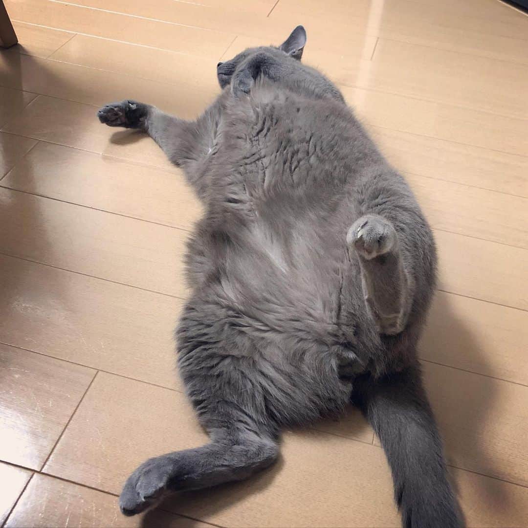 のインスタグラム：「頻繁に　#へそ天  するこてつ😴😴😸-Kote(こて) . #夏バテ猫 .  #cat #russianblue #猫 #ねこ #ロシアンブルー #chat  #gato #greycat  #greeneyes #emeraldeyes #ふわもこ部 #にゃんすたぐらむ  #みんねこ  #INSTACAT_MEOWS #catstocker #meowsandwoofs #excellent_cats #meowvswoof #catsofworld #TopCatPhoto  #cutepetclub #IgAnimal_Snaps #cat_features #bestmeow #petoftoday」