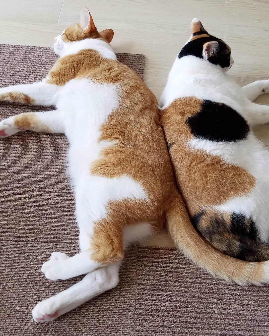 小堀正博のインスタグラム：「仲良し。  #猫 #ねこ #ネコ #もふもふ #ねこ部 #にゃんこ #猫部 #ふわもこ部 #茶トラ白 #にゃんすたぐらむ #ぬこ #にゃんだふるらいふ #みんねこ #ペコねこ部 #かわいい #楽しい #幸せ #catsofinstagram #cats #catstagram#neko #catsagram #model #instagramjapan #三毛猫」