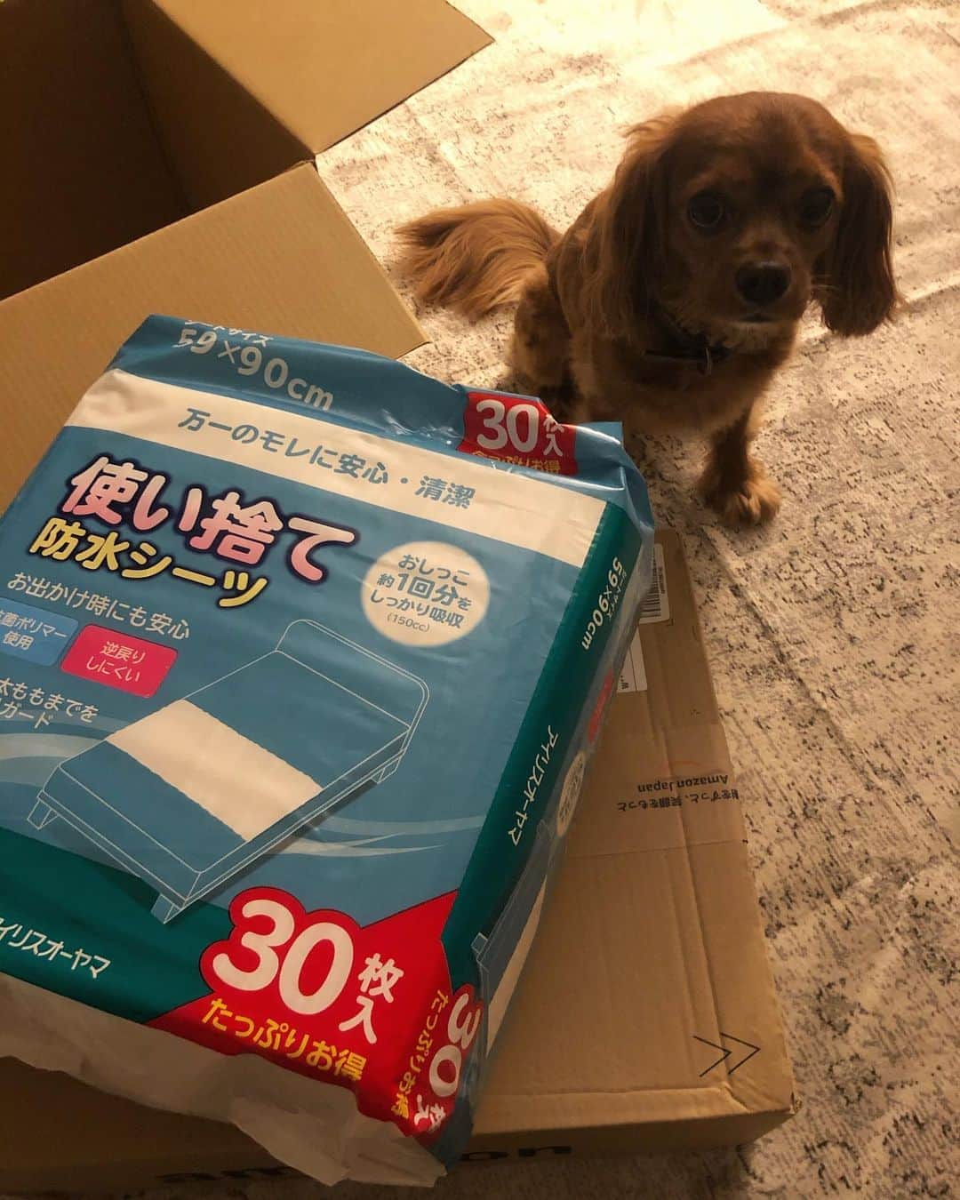 木下ココのインスタグラム