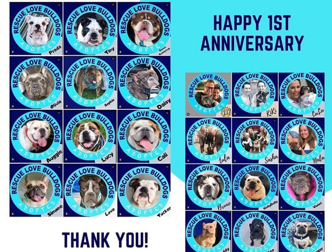 Bodhi & Butters & Bubbahのインスタグラム：「Happy 1st Anniversary to one of our favorite rescues @rescuelovebulldogs 😍 Look how many babies they’ve saved in a single year!!! 🎉🎉🎉  . . If you want to contribute to their mission and save some bulldogs 🐶 add them as your #AmazonSmile charity or donate directly 💗 . . . . #rescuedogsofinstagram #rescue #dog #life #adoptdontshop #smile #bulldog #mom #puppy #love #bestoftheday #happy #anniversary #sweet #wednesday #charity #positivevibes」