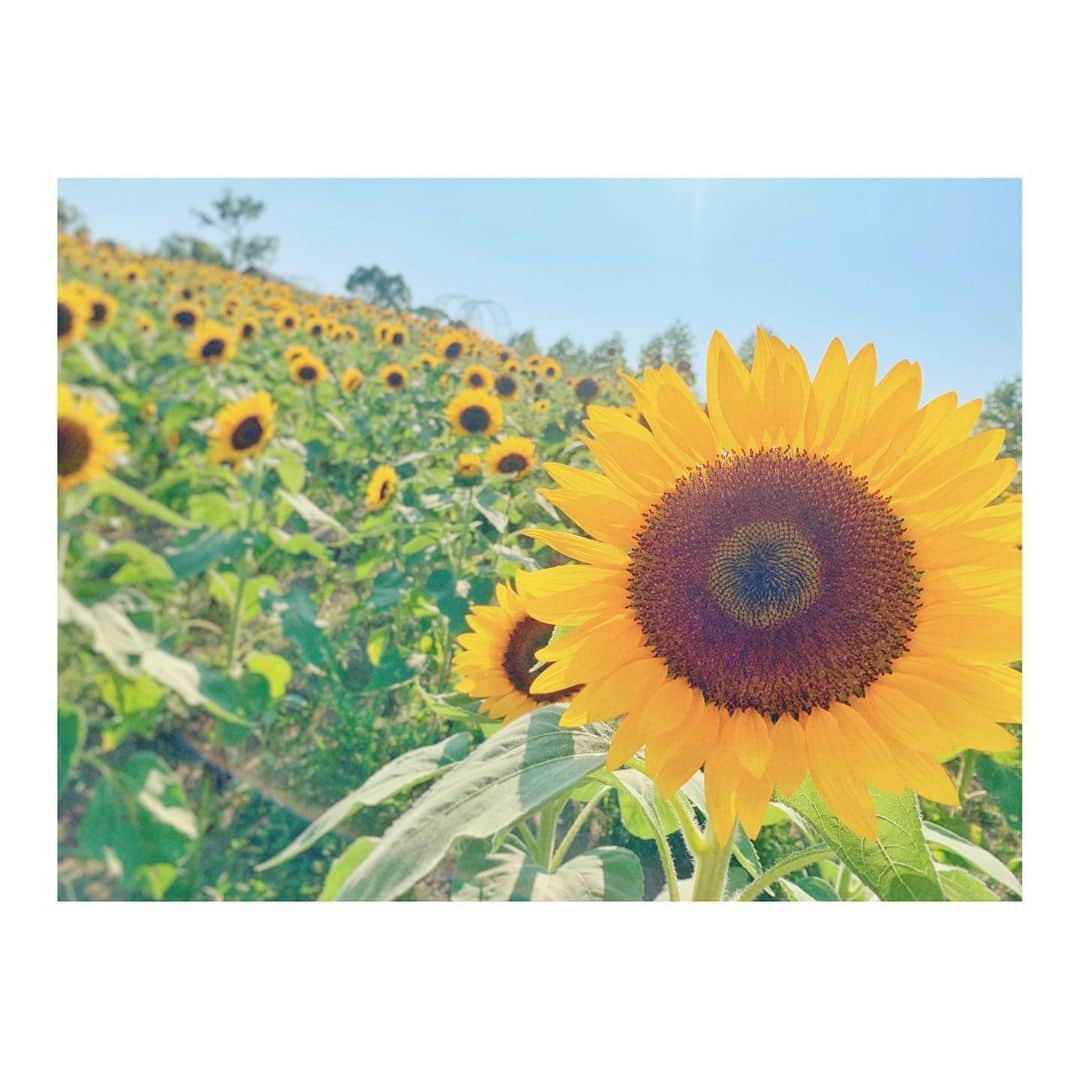 宮崎梨緒さんのインスタグラム写真 - (宮崎梨緒Instagram)「🌻🌻🌻 * #おやすみなさい  #goodnight  #잘자요 #굿밤  *  #ひまわり #sunflower #해바라기  #instagood #데일리 #팔로미  #ハーベストの丘」9月2日 23時34分 - miyazakirio