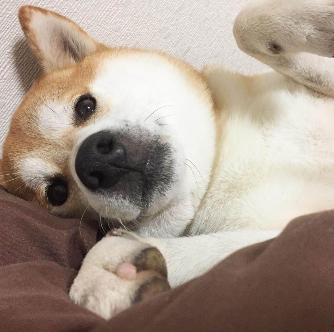 柴犬⭐️サスケのインスタグラム：「おはわん #もうちょっとで会えるよ#茶助#2年前#柴犬#赤柴#わんだフォ #shibastagram #柴北会 #北海道#ふわもこ部 #犬ら部 #いぬのいる暮らし」