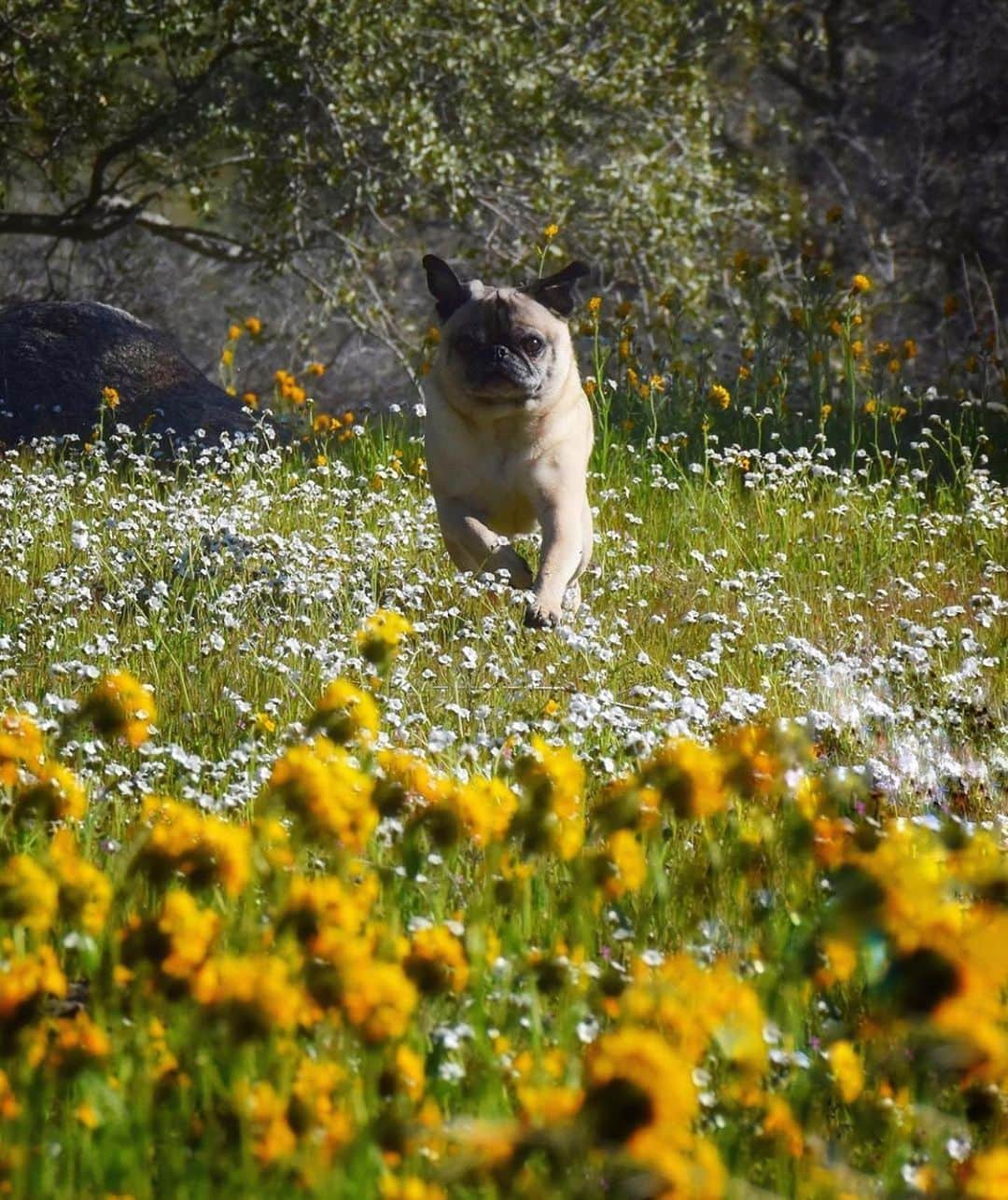 Bolt and Keelのインスタグラム：「This adventure pug is looking like quite the model in these photos 😂🐶 . @adventrapets ➡️ @pugventurephoto  ———————————————— Follow @adventrapets to meet cute, brave and inspiring adventure pets from all over the world! 🌲🐶🐱🌲  • Tag us in your posts to get your little adventurer featured! #adventrapets ————————————————」