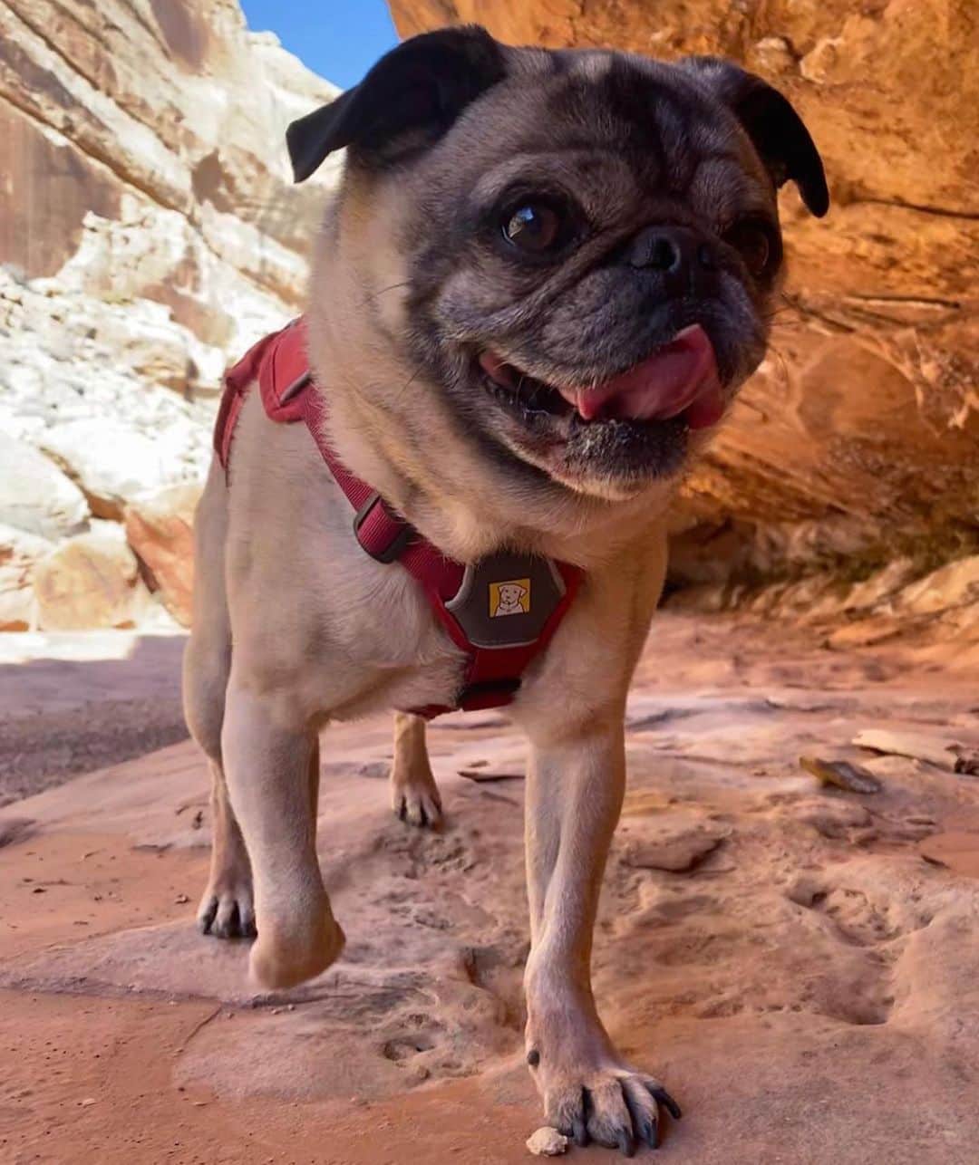 Bolt and Keelさんのインスタグラム写真 - (Bolt and KeelInstagram)「This adventure pug is looking like quite the model in these photos 😂🐶 . @adventrapets ➡️ @pugventurephoto  ———————————————— Follow @adventrapets to meet cute, brave and inspiring adventure pets from all over the world! 🌲🐶🐱🌲  • Tag us in your posts to get your little adventurer featured! #adventrapets ————————————————」9月3日 9時02分 - adventrapets