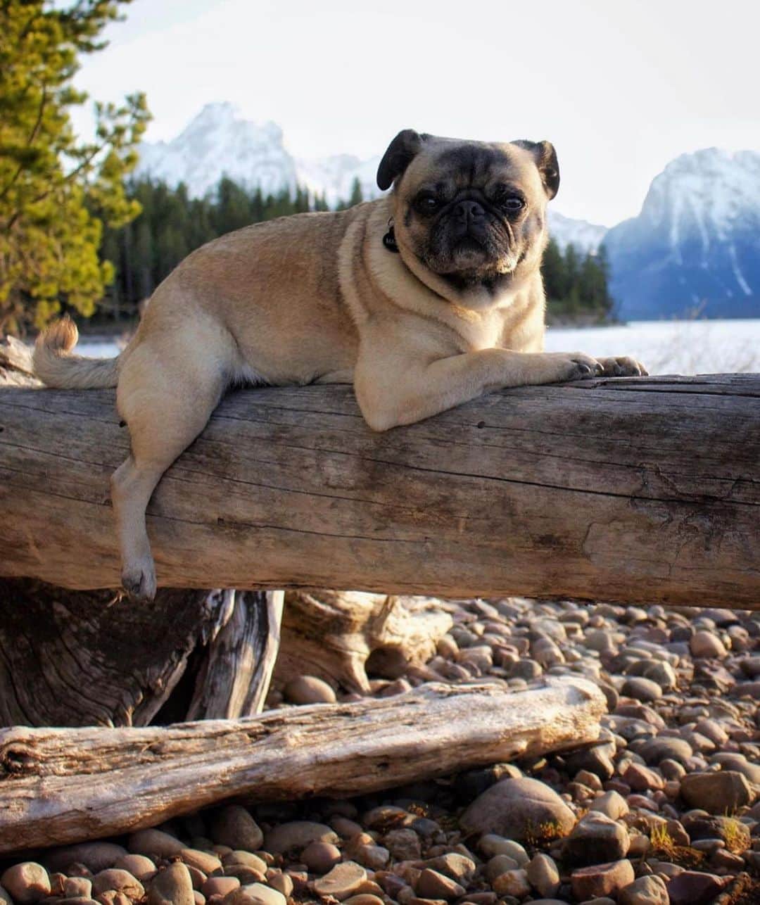 Bolt and Keelさんのインスタグラム写真 - (Bolt and KeelInstagram)「This adventure pug is looking like quite the model in these photos 😂🐶 . @adventrapets ➡️ @pugventurephoto  ———————————————— Follow @adventrapets to meet cute, brave and inspiring adventure pets from all over the world! 🌲🐶🐱🌲  • Tag us in your posts to get your little adventurer featured! #adventrapets ————————————————」9月3日 9時02分 - adventrapets