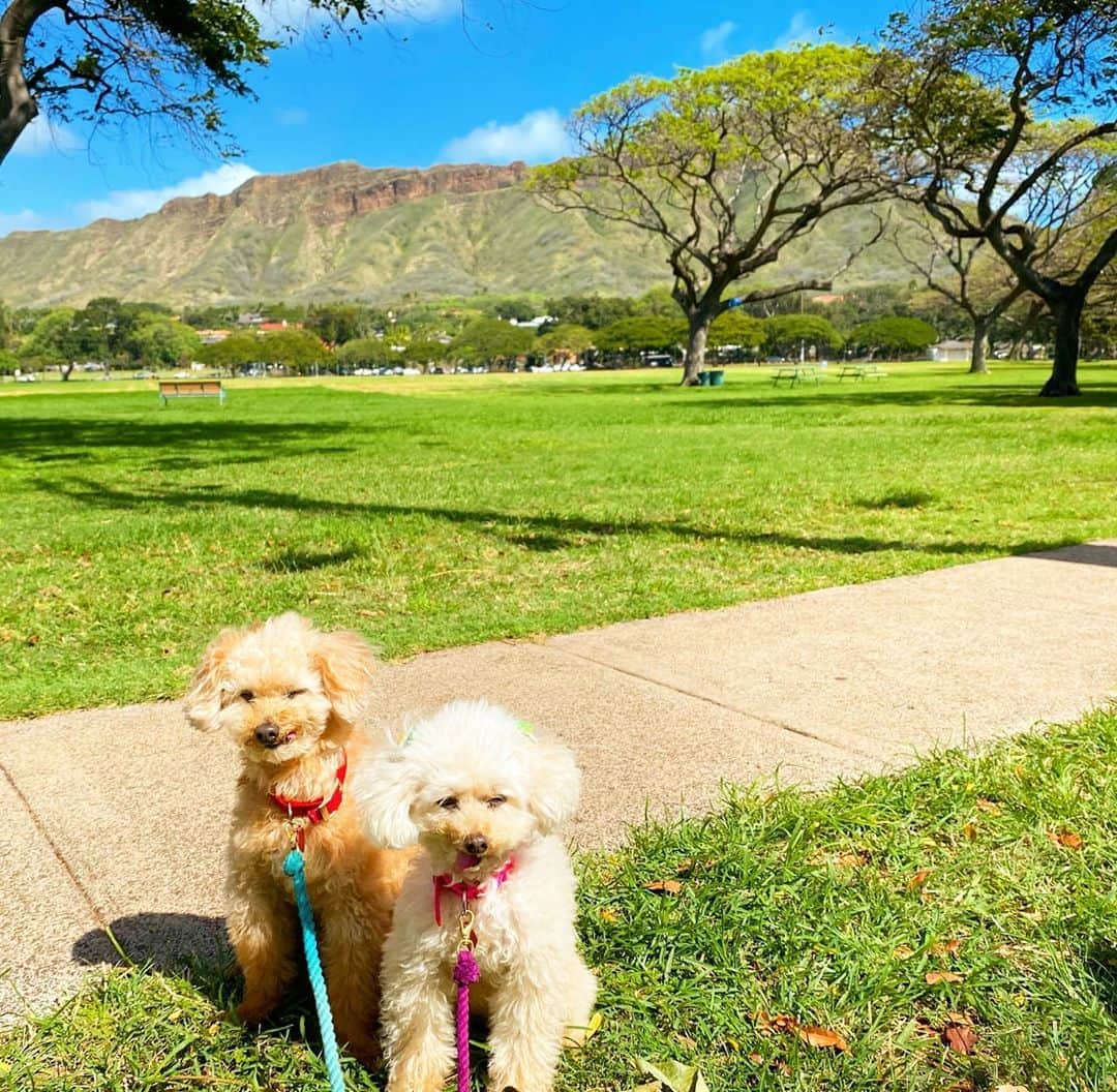 マキ・コニクソンさんのインスタグラム写真 - (マキ・コニクソンInstagram)「Lockdown Day 7 Aloha from Kapiolani Park!! いま公園の中に入れないから外から特等席を見てパワーチャージ！✨✨ カピオラニ公園の外を一周するといい運動になるの！🚶‍♀️でもKoinuはあまり歩くの好きじゃないからすぐ抱っこ。それもWeigh Liftだと思ってWork Outしています！🏋🏼‍♂️今日も楽しいことを考えて1日を過ごしまぁす！😊 Alohappy!!😄🤙🏼 #エアハワイ🌺  #リアルハワイ #毎日の運動🚶‍♀️」9月3日 8時55分 - makikonikson