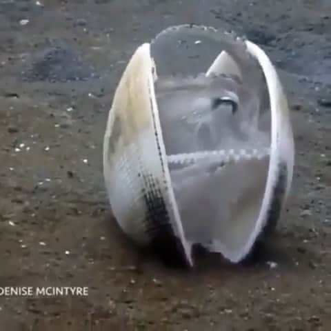 WildLifeのインスタグラム：「Why is this Coconut Octopus going into hiding? WRONG ANSWERS ONLY!⁣ ⁣ 📽 Filmed by @dmcthediver⁣ ⁣ ☑️ Share this with a friend!⁣ ⁣ #marinelife #seacreatures #exclusivewildlife #octopus #cephalopod #wildlife_perfection #wildlife_inspiration #scubadivingmag #scubaaddict #oceanlife #oceanlove #marinebiology #aquaticlife #wildlifeaddicts #wildlifefriend」