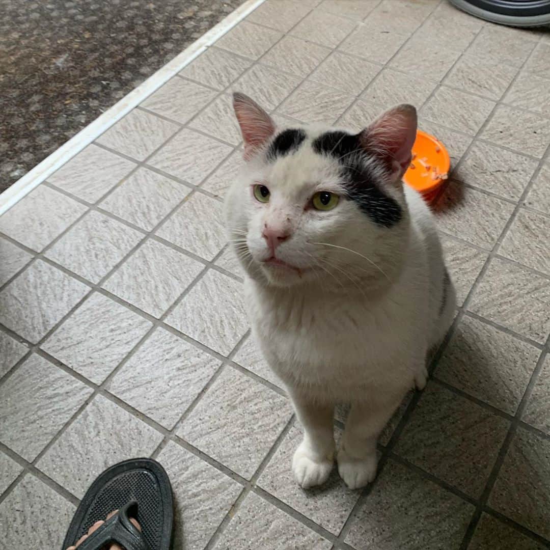 のインスタグラム：「一年前のナナクロ Nanakuro a year ago  Photo:2019.09.03 玄関先でちゅーる食べる。 お行儀よく待つ。  #うちの猫ら #ナナクロ #nanakuro #猫 #ねこ #cat #ネコ #catstagram #ネコ部 http://kachimo.exblog.jp」