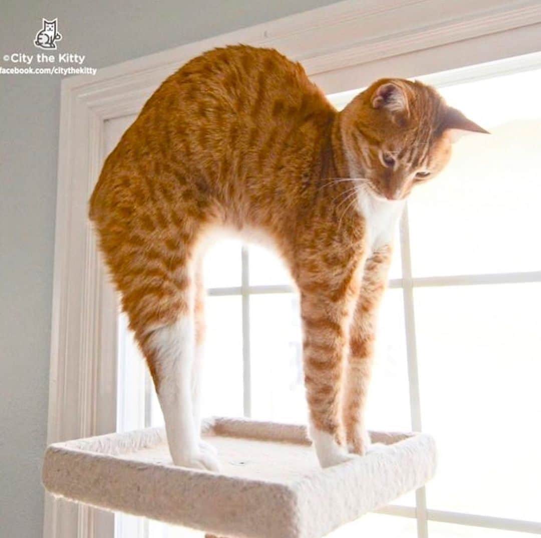 のインスタグラム：「Happy hump day! 😺  #humpday🐪 #humpday」