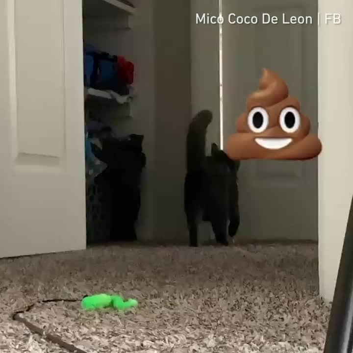 のインスタグラム：「Such a good kitty.⠀ ⠀ 📹 Mico Coco De Leon  FB⠀ ⠀ #meowed #meowedofficial #themeowedclub」
