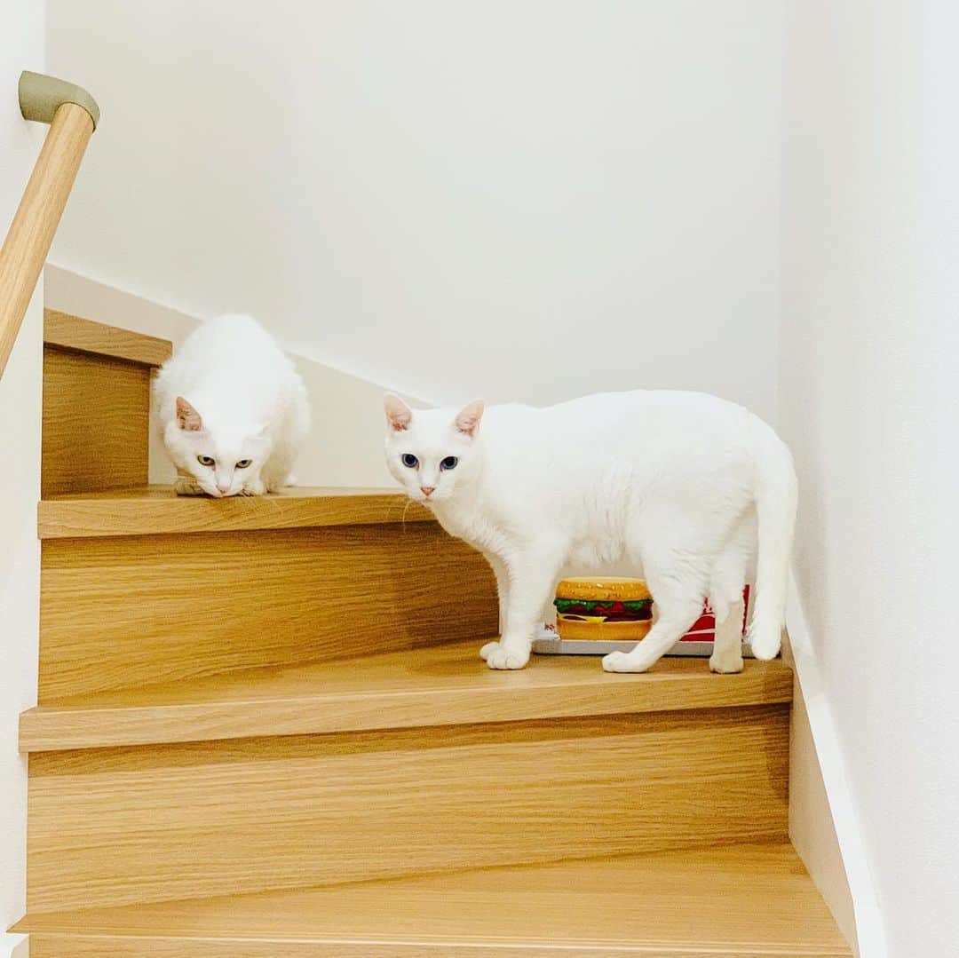 藤井惠さんのインスタグラム写真 - (藤井惠Instagram)「ニャンズ達😽😻🐈❣️  #猫 #三毛猫 #黒猫 #白猫 #猫のいる暮らし  #多頭飼い #CAT #cat」9月3日 1時25分 - megumi_fujii