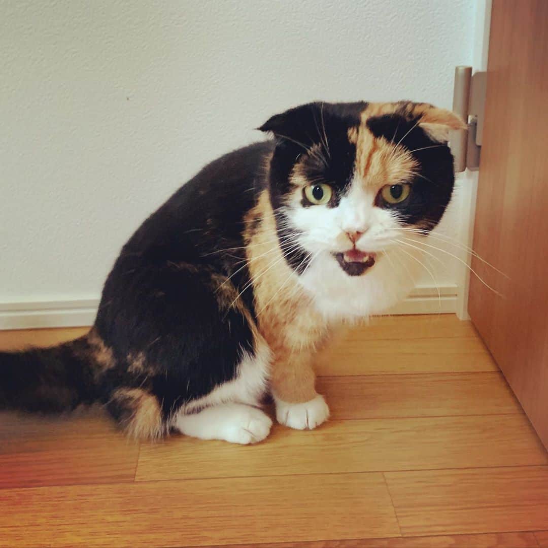 のインスタグラム：「ニャンズ達😽😻🐈❣️  #猫 #三毛猫 #黒猫 #白猫 #猫のいる暮らし  #多頭飼い #CAT #cat」