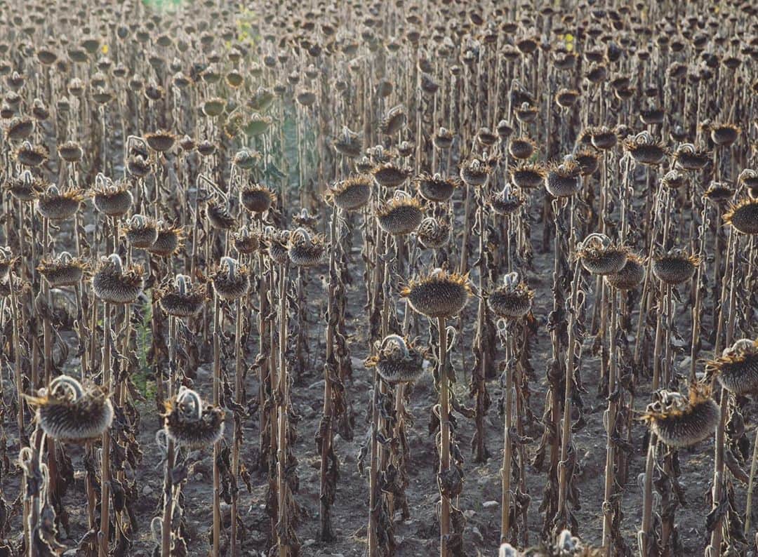 のインスタグラム：「Photo by @williamodaniels  France recently experienced one of the strongest heatwaves in years with some temperatures higher than 40 Celsius (104F) recorded for about a week, even in northern France. Just a 30 minute drive from Paris, this sunflower dried field has been so affected by the heatwave and the drought that its plants are several weeks mature ahead of time and their flower heads are three times smaller than they should be-foreshadowing a catastrophic yield.」