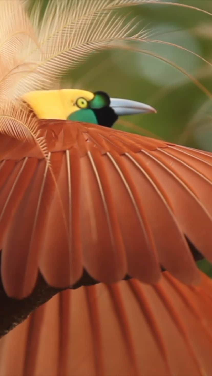 のインスタグラム：「Male greater birds of paradise strut their stuff for females at their treetop perch in the Aru Islands, Indonesia, filmed by @TimLaman. Birds of paradise are an iconic species representing the rainforest of the New Guinea region (parts of Indonesia and Papua New Guinea). The largest intact rainforest region in the Asia-Pacific, it is critical for global conservation. Learn more and see more birds of paradise @TimLaman and @BirdsofParadiseProject. #Birdsofparadise #Indonesia」