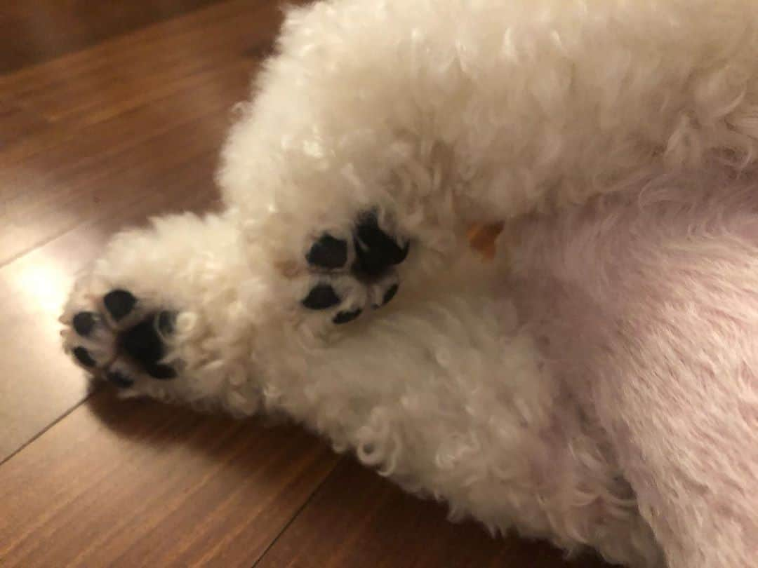 チョン・ソミンさんのインスタグラム写真 - (チョン・ソミンInstagram)「🐾 🐶」9月3日 1時54分 - jsomin86