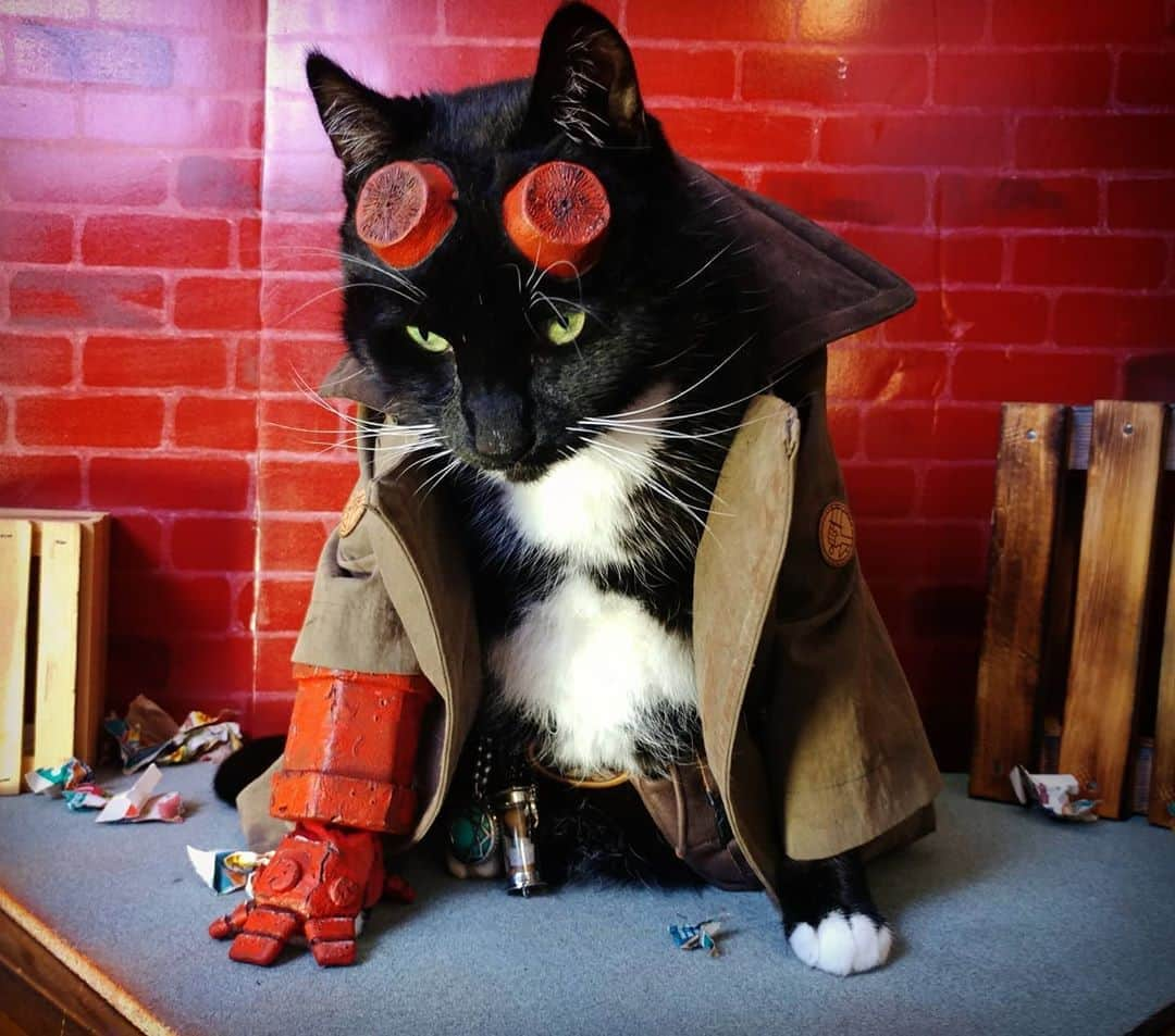 猫コスプレさんのインスタグラム写真 - (猫コスプレInstagram)「Hellcat . . . . . . . #Hellboy #hellboycosplay #AnungUnRama #darkhorse #catcosplay #cosplay #cosplayer #cat #catcostume #catsinclothes #catsofinstagram #catstagram #petclothes #PetCostume #halloweenideas #halloweenseason #halloweenpet」9月3日 1時59分 - cat_cosplay