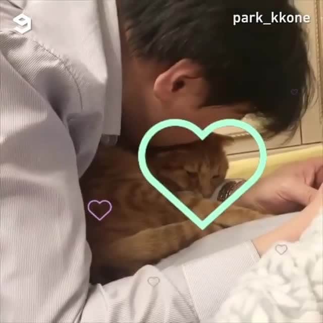 のインスタグラム：「Happy Ginger Cat Appreciation Day 🐾⠀ ⠀ 🎥@park_kkone⠀ ⠀ #meowed #parkkkone #베니패밀리 #BennyFamily #benbro #benny #scottishfold #gingercat #gingercatappreciationday #gingercatappreciationday2020」